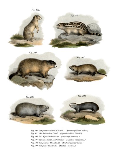 European Ground Squirrel by German School